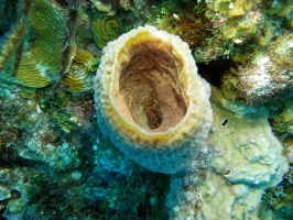 103 Hairy Clinging Crab in bottom of Vase Sponge IMG 6074